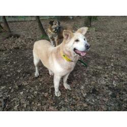 sharpeikruising ter adoptie in Spanje
