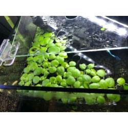 Drijfplantjes aquarium