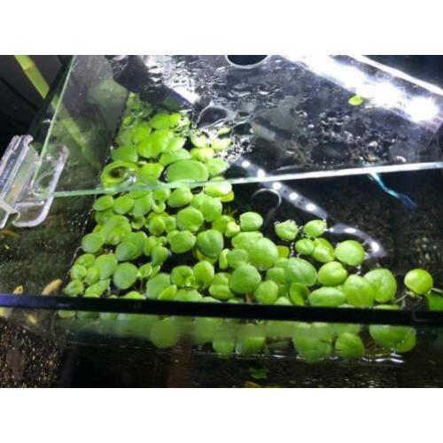 Drijfplantjes aquarium