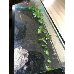 Drijfplantjes aquarium