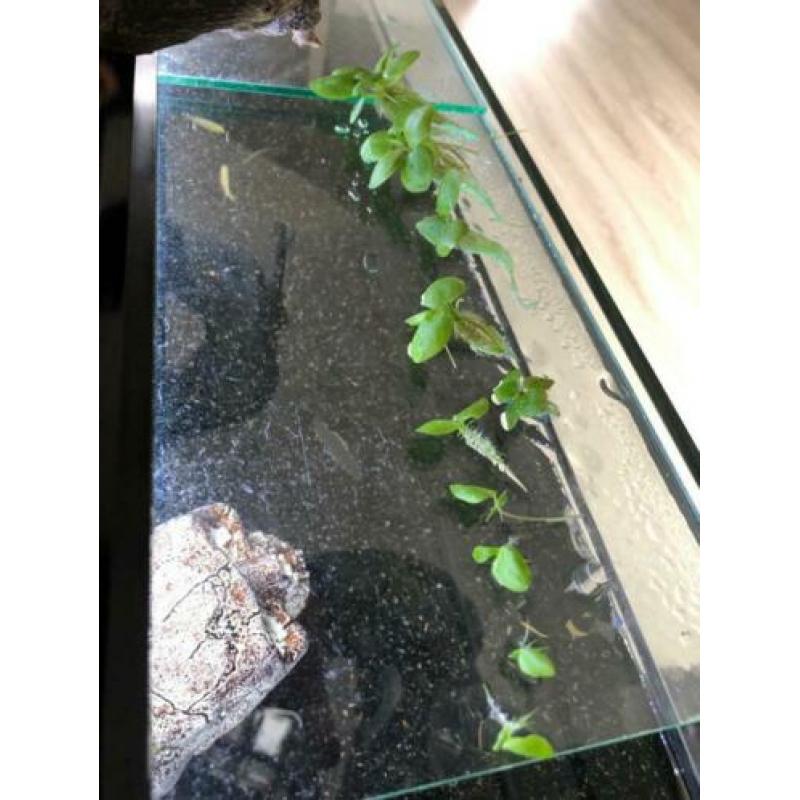 Drijfplantjes aquarium