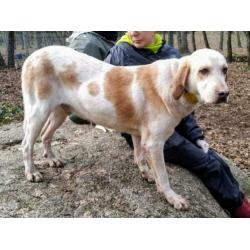 spaanse mastin/hound kruising ter adoptie in Spanje