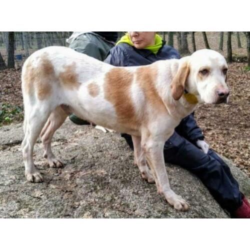 spaanse mastin/hound kruising ter adoptie in Spanje