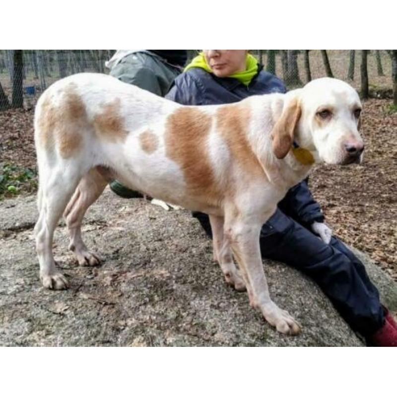 spaanse mastin/hound kruising ter adoptie in Spanje
