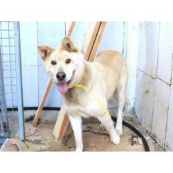 sharpeikruising ter adoptie in Spanje