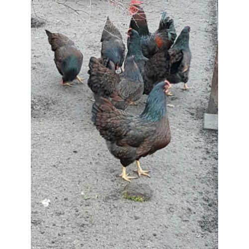 Broedeieren van Barnevelders dubbel gezoomd groot.
