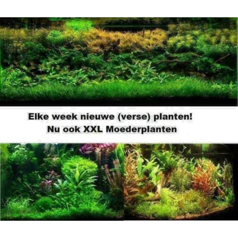 tropische vissen , ze eten graag Dievriesvoer, grote keus!