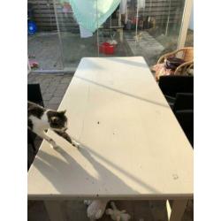 Mooie grote grenenhouten tafel