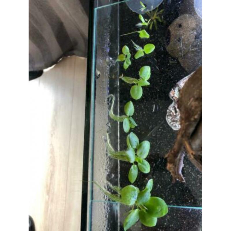 Drijfplantjes aquarium