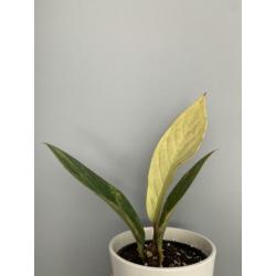 Anthurium jemanii variegata