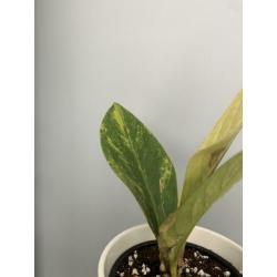 Anthurium jemanii variegata