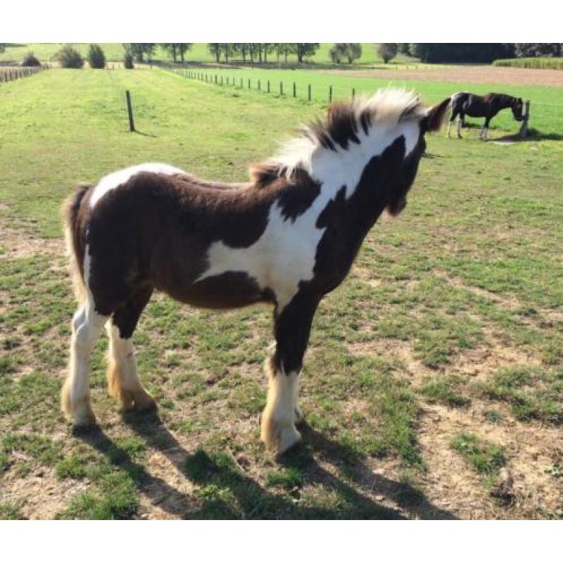 Irish Cob / Tinker veulen met stamboom. VERKOCHT