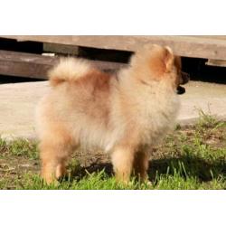 Prachtig Teefje Pomeranian/Pomeriaan/Dwergkeesje/FCI