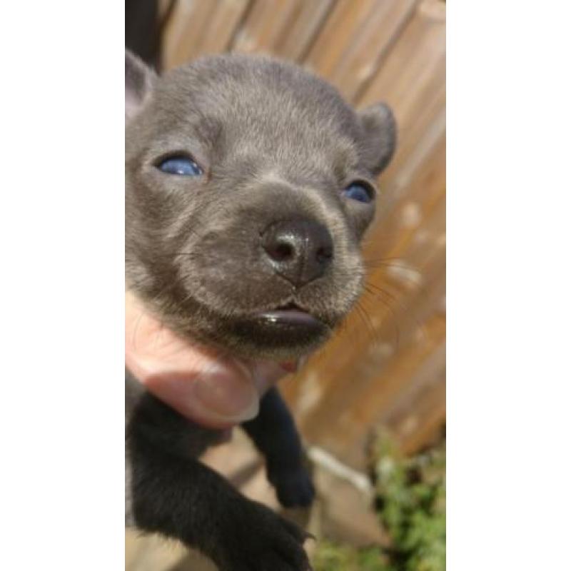 compleet blauw zilver Chihuahua reu met blauw/grijze ogen