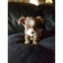 Chihuahua reutje zeer klein