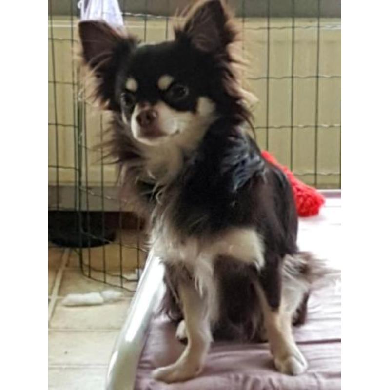 Zeer mooie chihuahua reu!