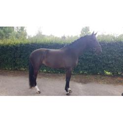 Knappe 7 jarige merrie