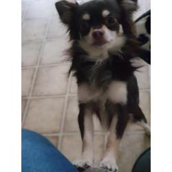 Zeer mooie chihuahua reu!