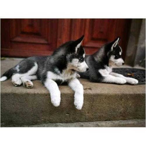 Husky pups beschikbaar