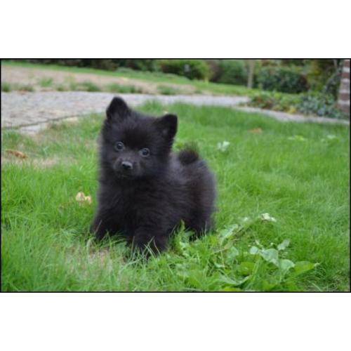 Keeshond pups