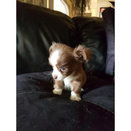 Chihuahua reutje zeer klein