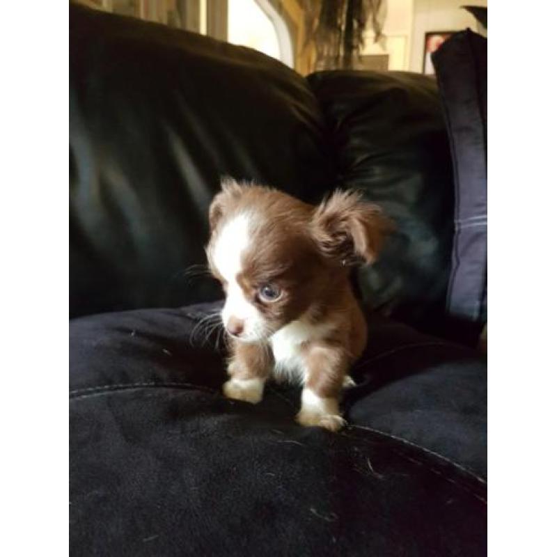 Chihuahua reutje zeer klein