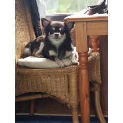 Zeer mooie chihuahua reu!