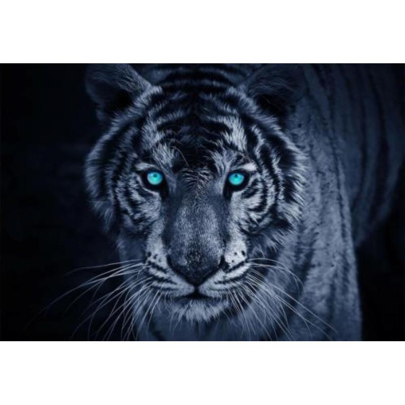Fotobehang Tijger Gratis Lijm en Verzenden1153