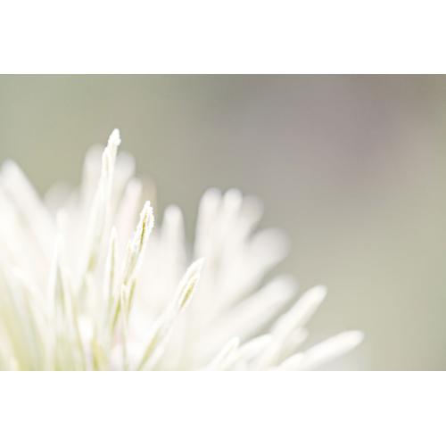 Vlies fotobehang Witte bloem bij vorst